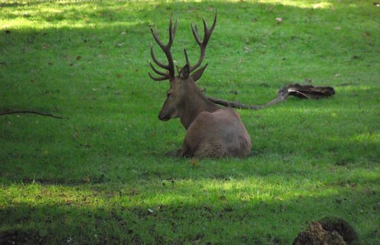 Im Stadtpark wird nicht gejagt (Foto: Kurt Frank)