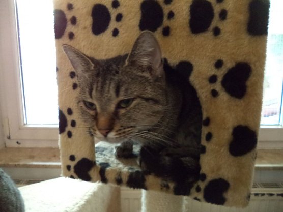 Tier der Woche Clara (Foto: Tierheim ndh) Tier der Woche Clara (Foto: Tierheim ndh)