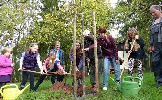 Knorpelkirsche gepflanzt (Foto: nnz)