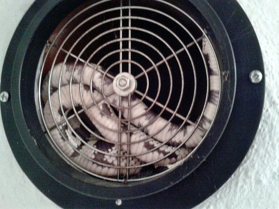 Schlange im Lüftungsschacht (Foto: Polizei Göttingen) Schlange im Lüftungsschacht (Foto: Polizei Göttingen)