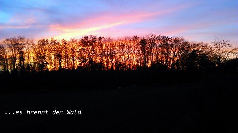Brennender Wald (Foto: M.M.) Brennender Wald (Foto: M.M.)