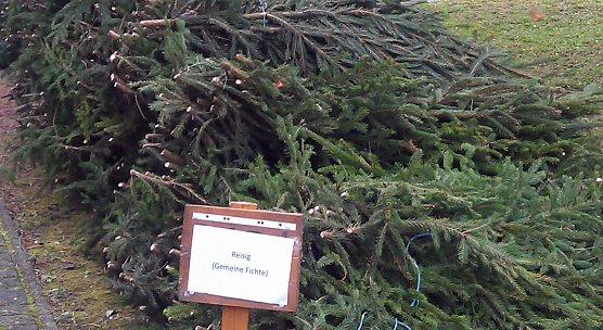 Reisig im Angebot (Foto: Forstamt/M. B&ouml;hme)