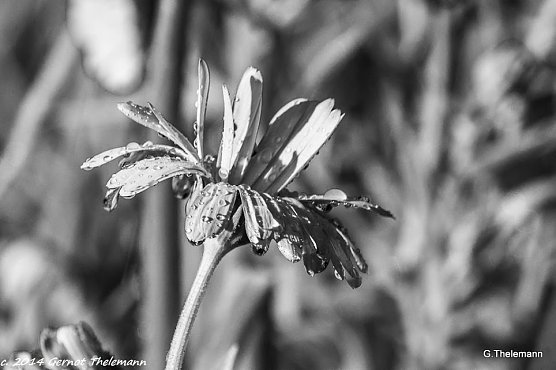 Wetter-Bild (Foto: Gernot Thelemann)