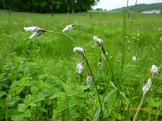 Das in Th&uuml;ringen gef&auml;hrdete Schmalbl&auml;ttrige Wollgras (Eriophorum angustifolium) war seit mehr als 20 Jahren in der R&uuml;digsdorfer Schweiz nicht mehr nachgewiesen worden. (Foto: Bodo Schwarzberg)