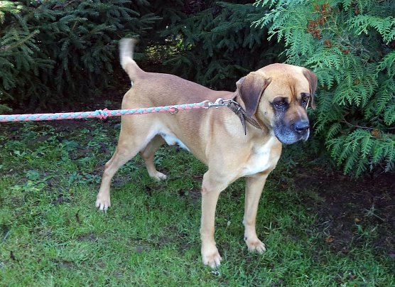 Bruno (Foto: B. Hellrung) Bruno (Foto: B. Hellrung)