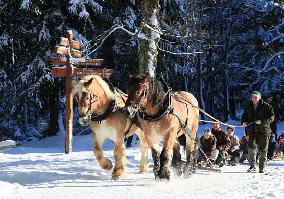 Die beiden R&uuml;ckepferde (Foto: Nationalpark Harz)