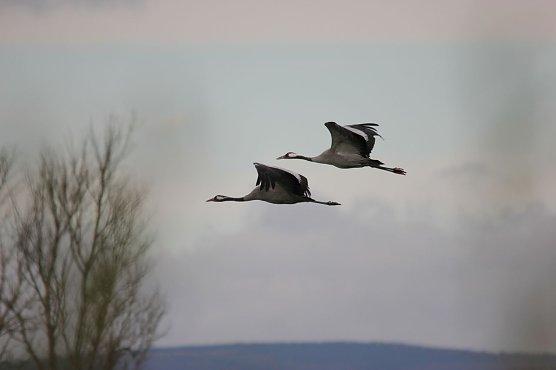 Am 5. Dezember wurde die letzte Ablenkf&uuml;tterung der Kraniche am Helmestausee durchgef&uuml;hrt (Foto: Manfred Hagemann)