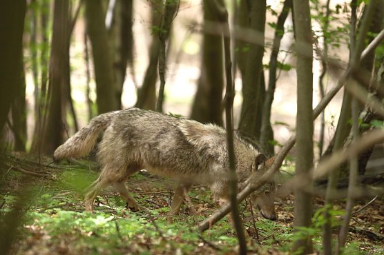 Die Wölfin bei Ohrdruf (Foto: S. Böttner / NABU Thüringen Landesarbeitsgruppe Wolf) Die Wölfin bei Ohrdruf (Foto: S. Böttner / NABU Thüringen Landesarbeitsgruppe Wolf)