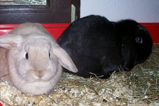 Tier der Woche (Foto: Tierheim) Tier der Woche (Foto: Tierheim)