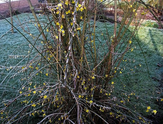 Ist denn schon Fr&uuml;hling? (Foto: privat)
