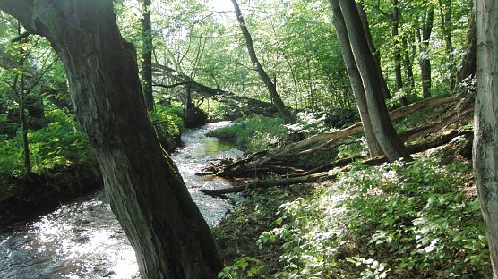 Der Fuhrbach (Foto: Bodo Schwarzberg)