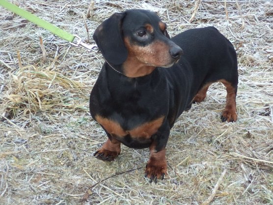 Tier der Woche: Bodo (Foto: Tierheim Nordhausen)