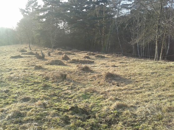 Standort des Stattlichen Knabenkrauts (Foto: Bodo Schwarzberg)