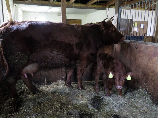 Lotti mit.... Name für Kälbchen wird gesucht. (Foto: Horizont) Lotti mit.... Name für Kälbchen wird gesucht. (Foto: Horizont)