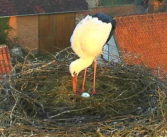Nachdem sie in G&ouml;rsbach &uuml;berwintert haben genie&szlig;en die St&ouml;rche nun wieder die sch&ouml;nen Seiten des Fr&uuml;hlings (Foto: Andreas Rzehak)