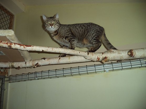 Tier der Woche: Illo (Foto: Tierheim ndh)