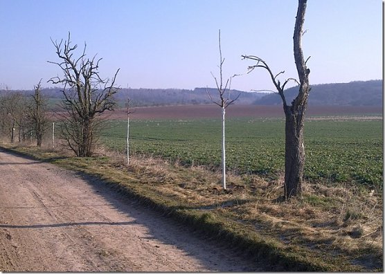 Haltepfähle fehlen (Foto: privat) Haltepfähle fehlen (Foto: privat)