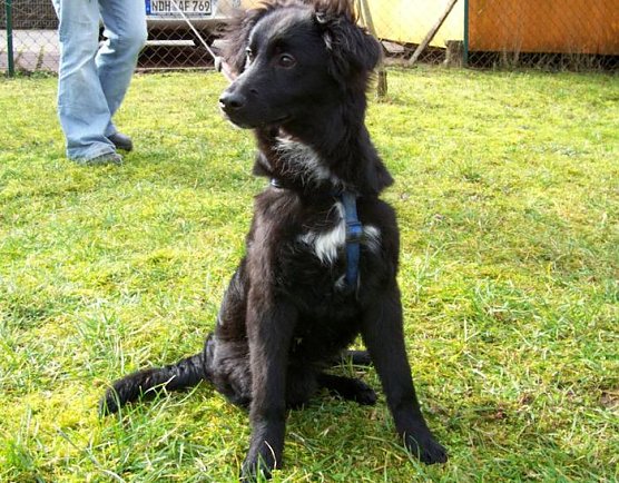 Tier der Woche: Flash (Foto: Tierheim) Tier der Woche: Flash (Foto: Tierheim)