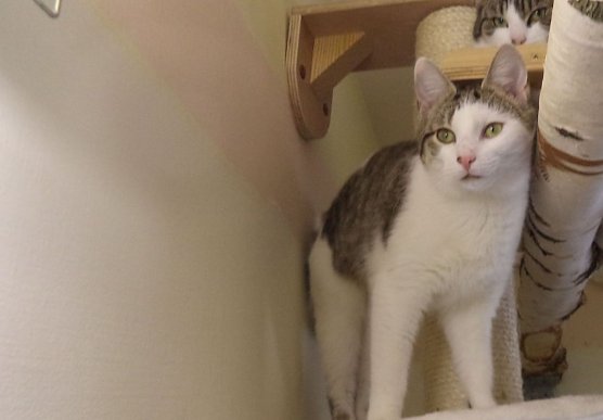 Tier der Woche: Rosi (Foto: Tierheim ndh) Tier der Woche: Rosi (Foto: Tierheim ndh)