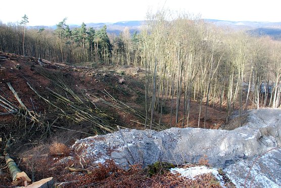 Abgeholzt (Foto: BUND Nordhausen)