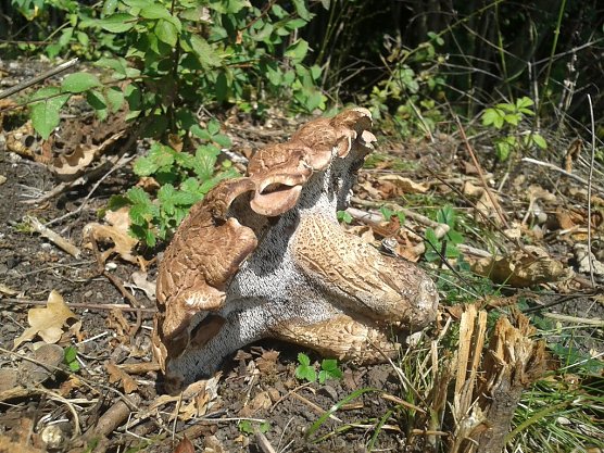 Zierliche Braunsporstacheling hatte bis um das Jahr 2000 lediglich einen deutschen Standort - die R&uuml;digsdorfer Schweiz (Foto: Bodo Schwarzberg)