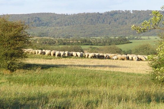 Schafe bei Steigerthal (Foto: Bodo Schwarzberg)