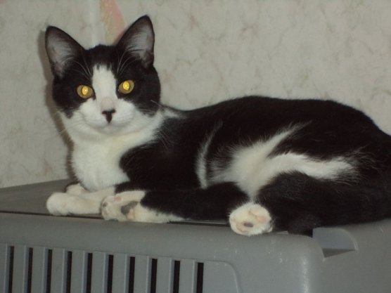 Tier der Woche: Samira (Foto: Tierheim ndh) Tier der Woche: Samira (Foto: Tierheim ndh)