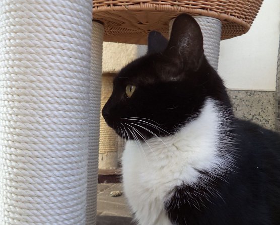 Tier der Woche: Peterle (Foto: Tierheim ndh)