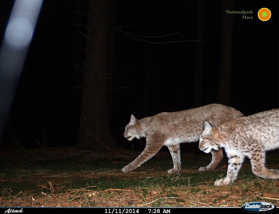 Ein Harzer Luchspärchen tappt in die Fotofalle (Foto: Nationalpark harz) Ein Harzer Luchspärchen tappt in die Fotofalle (Foto: Nationalpark harz)