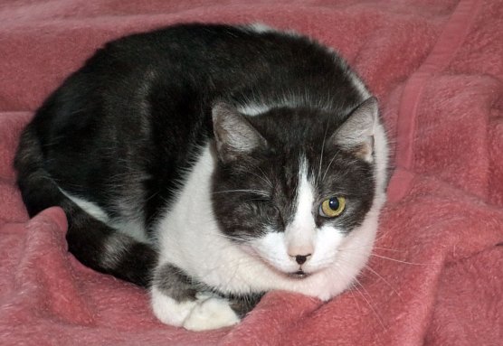 Enrico (Foto: B. Hellrung)