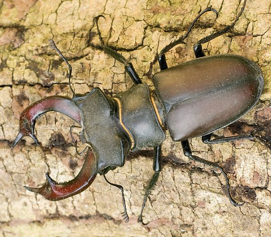 Hirschk&auml;fer - M&auml;nnchen (Foto: Klaus Kiuntke)