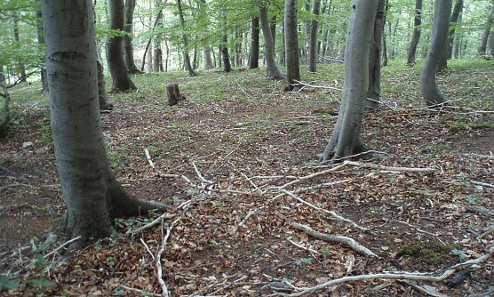 Trockener Waldboden (Foto: Forstamt Bleicherode-S&uuml;dharz)