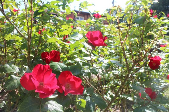 Die volle Gartenpracht im S&uuml;dharz kann am kommenden Samstag erkundet werden (Foto: Angelo Glashagel)