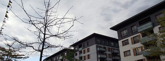 Baumleichen in der Rautenstra&szlig;e (Foto: privat)