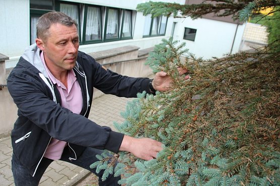 Axel Axt zeigt an einer Fichte den Lausbefall im inneren und unteren Astbereich. (Foto: Ilona Bergmann, Pressestelle Stadt Nordhausen)