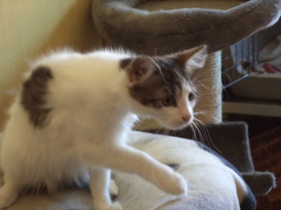 Tier der Woche: Moritz (Foto: Tierheim ndh)