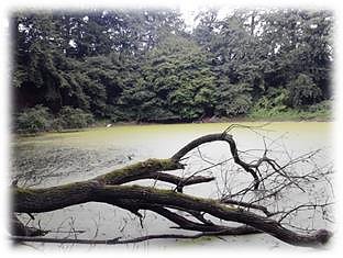 Zur Karstwanderung am Sonntag soll diesmal bei Bartolfelde gewandert werden (Foto: Firouz Vladi)