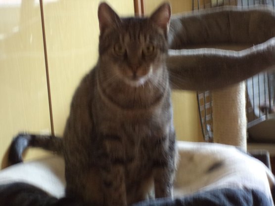 Tier der Woche: Olga (Foto: Tierheim ndh)