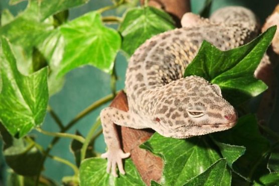 presseinfo (Foto: presseinfo)