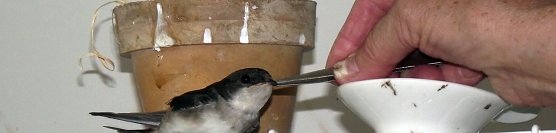 Gern nehmen die Schw&auml;lbchen die Gaben aus der Hand ihrer Pflegemutter. (Foto: Kurt Frank)