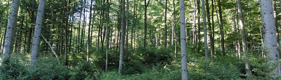 Oberhalb des Steinm&uuml;hlentals (Foto: Bodo Schwarzberg)