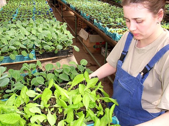 Unter Glas und Folie (Foto: M. Daniel)