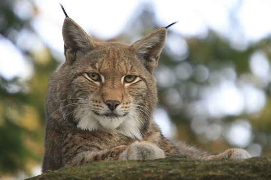 Der Luchs und die J&auml;ger (Foto: Ole Anders)