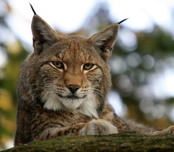 Luchs (Foto: privat)