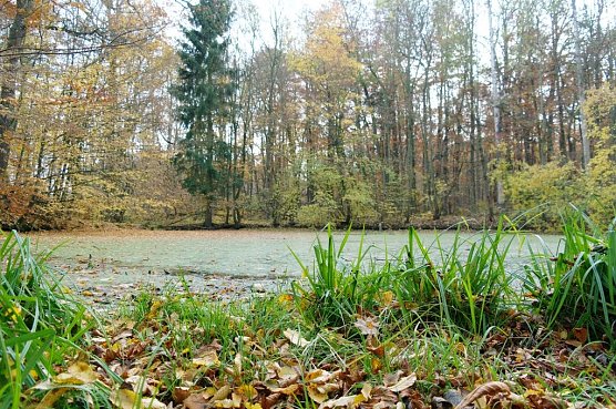 Teich am Baumkronenpfad (Foto: Gernot Thelemann)
