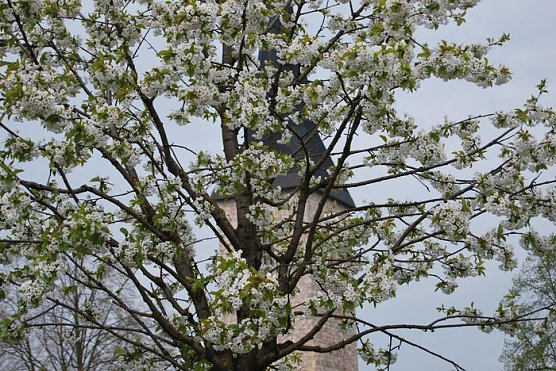 Bl&uuml;tenpracht auf dem Berg (Foto: W. Kaiser)