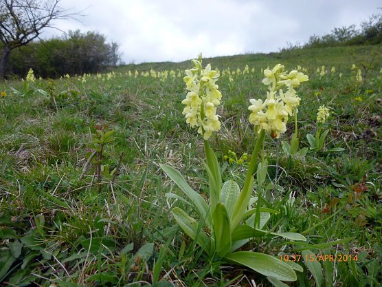 Bedrohte Art: Blasses Knabenkraut (Orchis pallens) (Foto: Bodo Schwarzberg)
