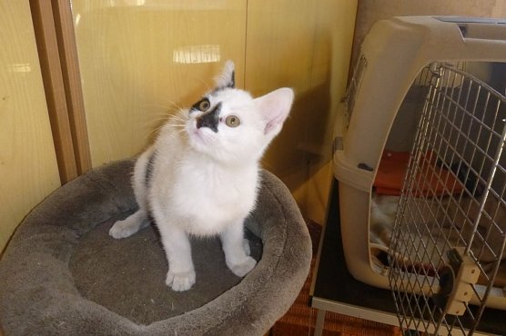 Stubentiger Bodo ist das Tier der Woche (Foto: Birgit Hellrung)