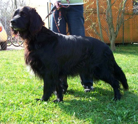 Flogni (Foto: Tierheim)