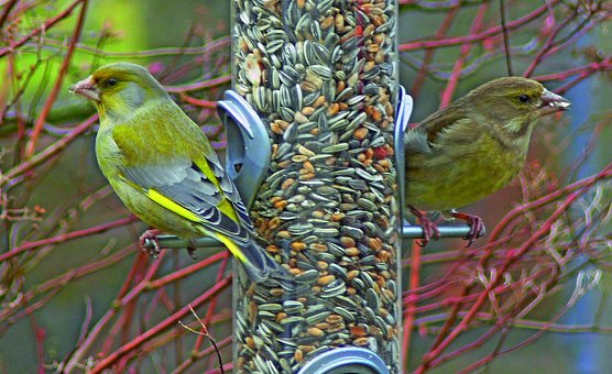 Gr&uuml;nfinken am Futtersilo (Foto: Ludwichowski)